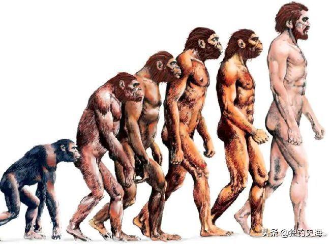 为什么会进化出人类_人类进化完了吗_进化出人类是必然吗