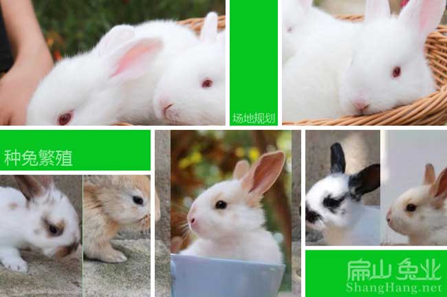福州种兔繁殖